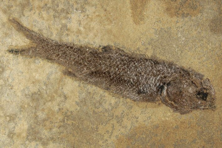 Jurassic Fossil Fish (Hulettia) - Wyoming #188917